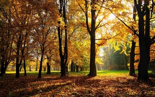 Картинка краски, парк, жёлтые, Осень, листья, солнце