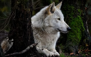 Картинка nature, predator, portrait, Canis lupus, face, wolf, animal, wildlife