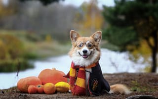 Картинка осень, собака, мордашка, очки, шарф, тыквы, Вельш-корги, Андрей Ершов