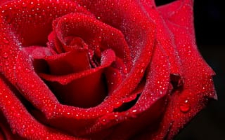 Картинка капли, красный, капли на розе, роза, красная роза, red rose, rad
