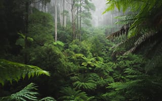 Картинка лес, деревья, природа, папоротники, туман