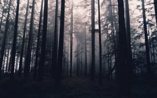 Картинка лес, деревья, Орегон, природа, США, Oregon, туман, USA