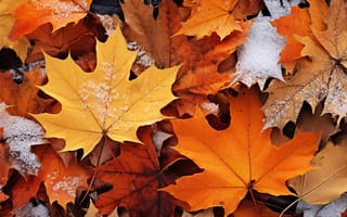 Картинка зима, осень, снег, close-up, листья, winter, клен