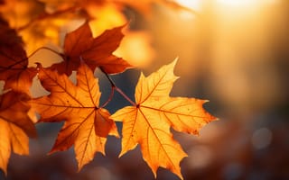 Картинка осень, листья, парк, forest, park, клен