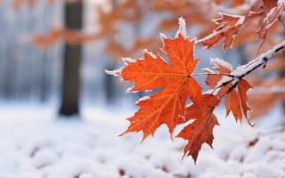 Картинка зима, осень, winter, снег, close-up, клен, листья