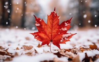 Картинка snow, снег, листья, leaves, close-up, autumn, зима