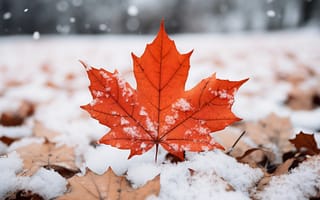 Картинка зима, осень, снег, close-up, листья, winter, клен
