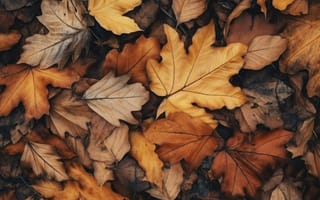 Картинка осень, листья, yellow, close-up, autumn, leaves