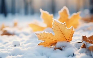 Картинка зима, осень, winter, листья, снег, close-up, клен