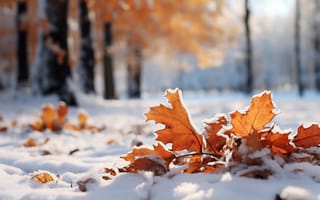 Картинка зима, осень, снег, листья, клен, winter, close-up