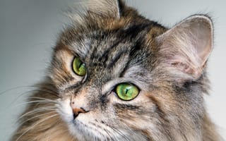 Картинка кот, взгляд, животное