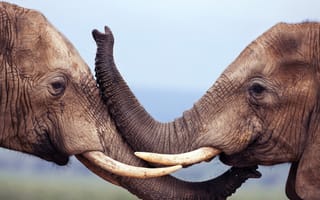 Картинка animals, nature, elephant, wildlife, mamma, animal themes