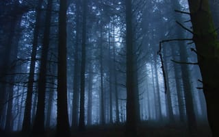 Картинка лес, деревья, сумерки, England, природа, утро, Англия, туман