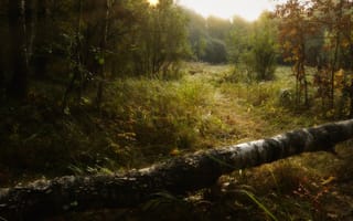 Картинка grass, landscape, trees, warm, nature, bushes, outdoors