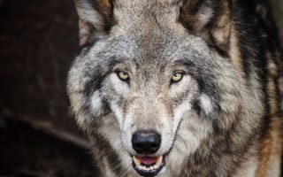 Картинка nature, predator, portrait, wolf, wildlife, Canis lupus, face, animal
