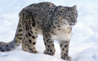 Картинка snow leopard, animal, wildlife, big cat