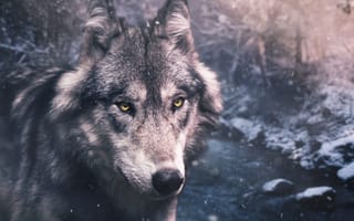 Картинка nature, predator, animal, portrait, wolf, wildlife, Canis lupus, face