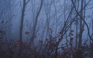 Картинка осень, лес, деревья, ветки, туман, листья, природа