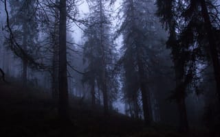 Картинка лес, деревья, природа, Ostoja Babiogórska, Poland, Muphygen, туман, Польша