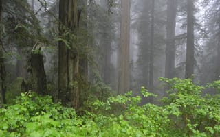Картинка лес, деревья, природа, USA, туман, США, California, Калифорния