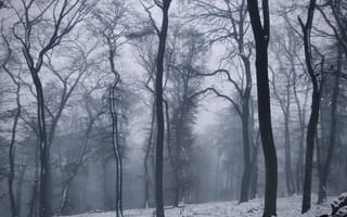 Картинка зима, лес, туман, снег, Германия, природа, Germany, деревья