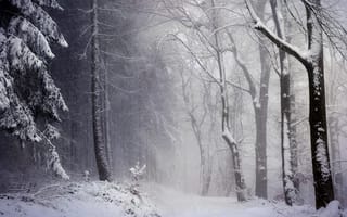 Картинка зима, лес, природа, метель, снег, деревья