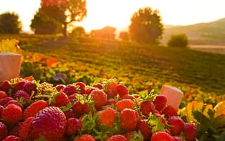 Картинка summer, nature, sun, greenery, strawberry