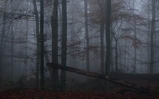 Картинка лес, деревья, природа, туман, Niklas Hamisch