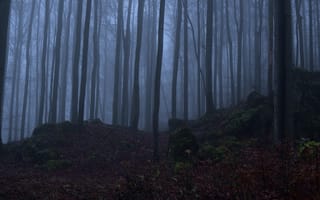 Картинка лес, деревья, природа, туман, камни, мох, Niklas Hamisch