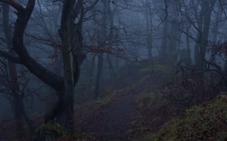 Картинка лес, деревья, туман, природа, Niklas Hamisch