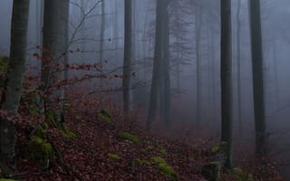 Картинка лес, деревья, природа, туман, Niklas Hamisch