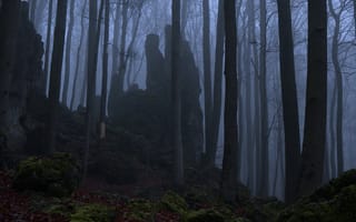 Картинка лес, деревья, природа, туман, Niklas Hamisch, мох, скала