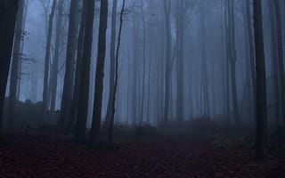 Картинка лес, деревья, Niklas Hamisch, природа, туман