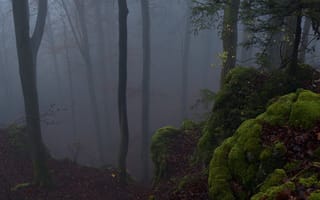 Картинка лес, деревья, туман, Niklas Hamisch, природа, мох