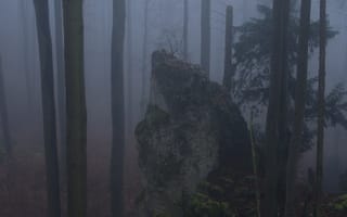 Картинка лес, деревья, природа, Niklas Hamisch, туман, мох