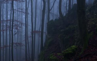 Картинка лес, деревья, Niklas Hamisch, природа, туман, мох