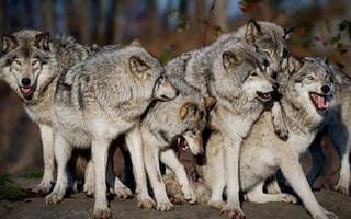 Картинка Wolves, animals, Pack, Wolf, THE WOLF PACK, nature