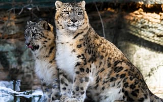 Картинка cat, snow leopards, big cats, leopards