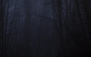 Картинка лес, деревья, туман, тропинка, природа, сумерки, ночь