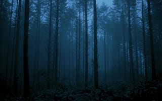 Картинка лес, деревья, туман, природа, сумерки