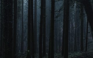 Картинка лес, деревья, Deutschland, Pascal M, Германия, природа, Шварцвальд, Black Forest