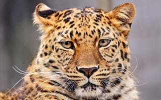 Обои Леопард, барс, Panthera pardus, пантера, большая кошка