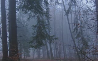 Картинка лес, деревья, туман, Rheinland-Pfalz, природа, Германия, Germany, Ralf Gotthardt
