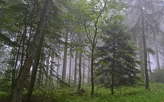 Картинка лес, деревья, природа, Германия, Germany, Rheinland-Pfalz, туман, Ralf Gotthardt