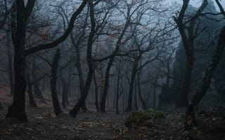 Картинка лес, деревья, туман, природа, Norbert Buduczki