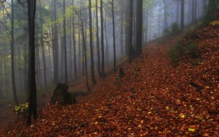 Картинка осень, лес, Czech Republic, деревья, Moravskoslezský kraj, Чехия, природа, туман