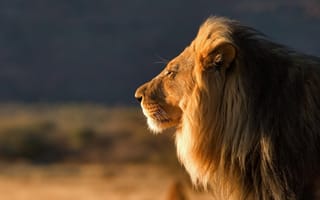 Картинка большая, самец, царь зверей, дикая, хищьник, кошка, лев
