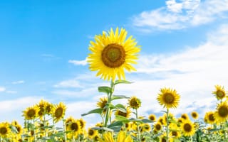 Картинка sky, blue, sunflowers