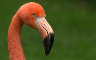 Картинка red, bird, pink, animal, flamingo
