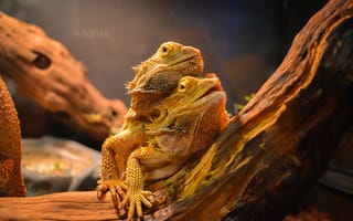 Картинка animal, lizards, agames